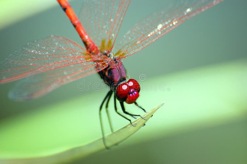 Dragonfly red eyes