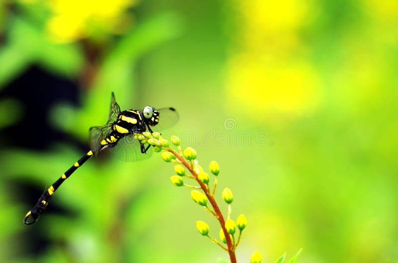 Dragonfly stock photos