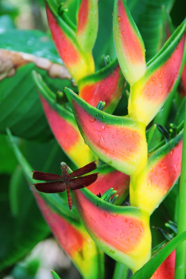 Dragonfly resting on a heliconia flower