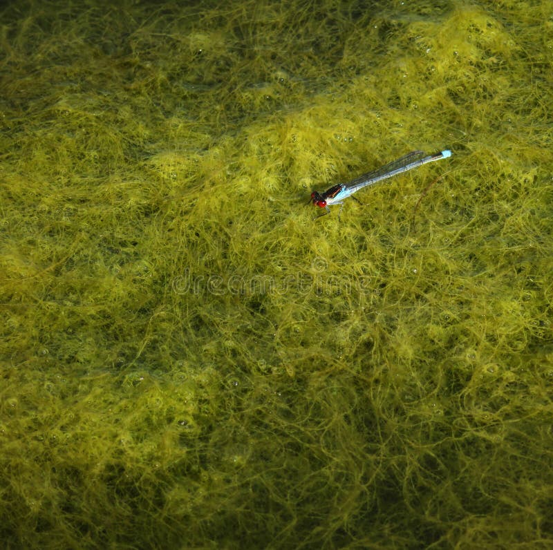 Dragonfly on river algae stock photography