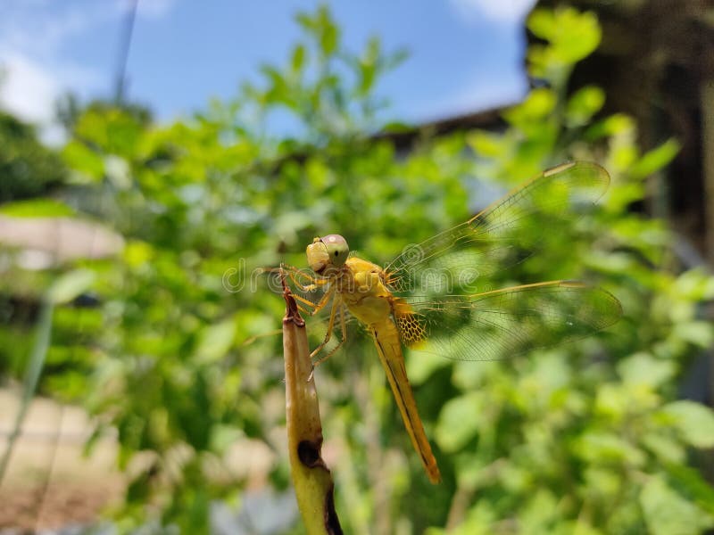Dragonfly sentada sobre a vara foto de stock royalty free Dragonfly sentada sobre a vara foto de stock royalty free