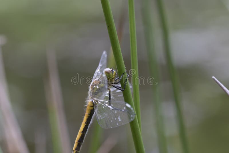 Dragonfly side on portrait stock photos