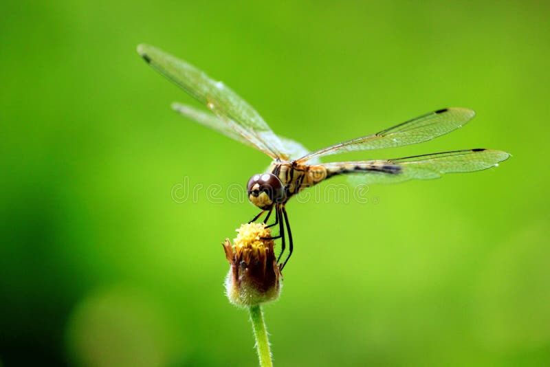 Dragonfly spreads in front of natural background