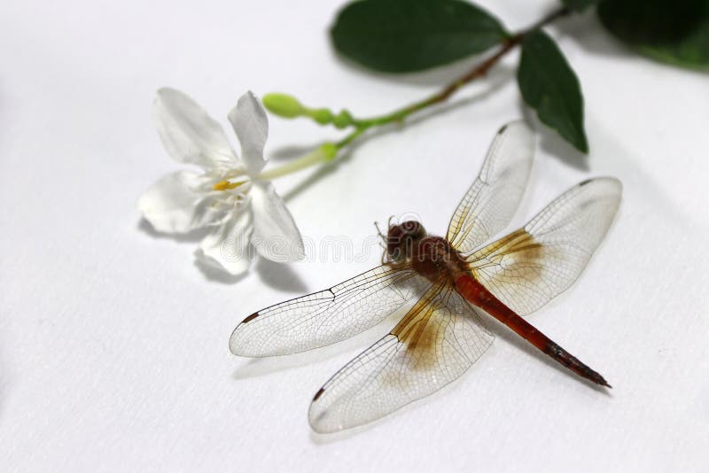 Dragonfly with the stick of white flower and green leaf on the white background.