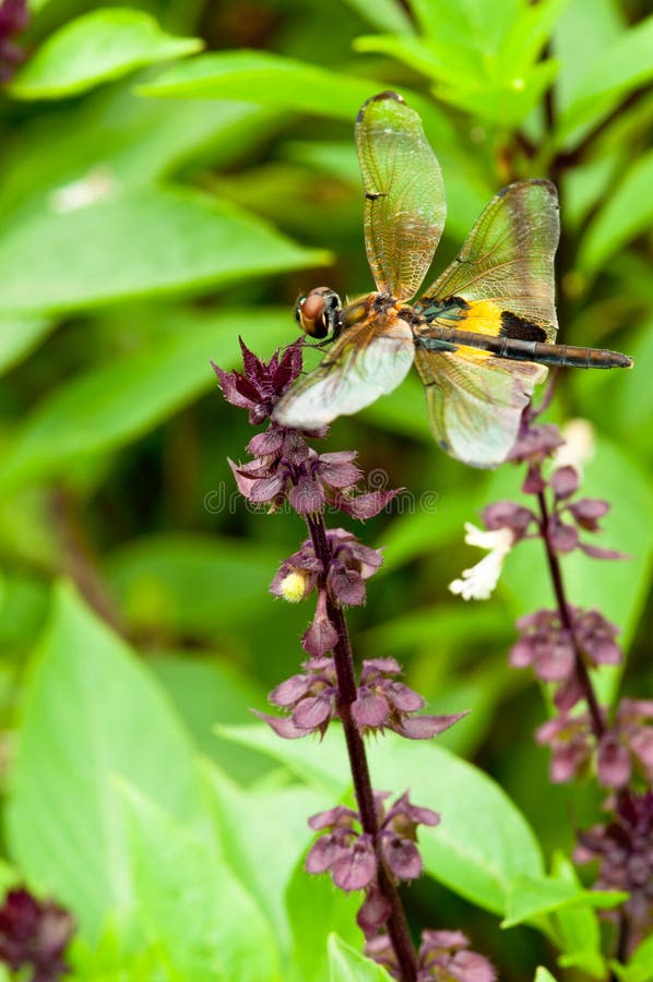 DragonFly on Sweet Basil stock image