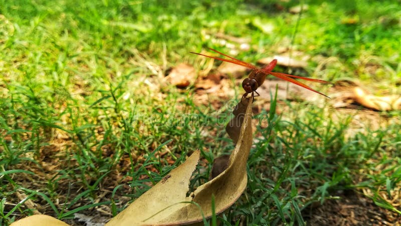 Dragonfly fotografia royalty free Dragonfly fotografia royalty free