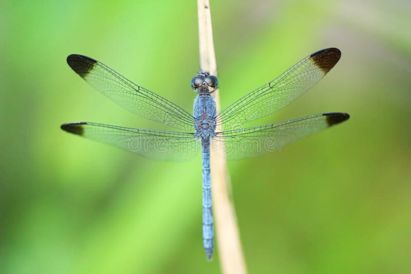 Red Dragonfly In The Amazon Rainforest, Manaos, Brazil ...