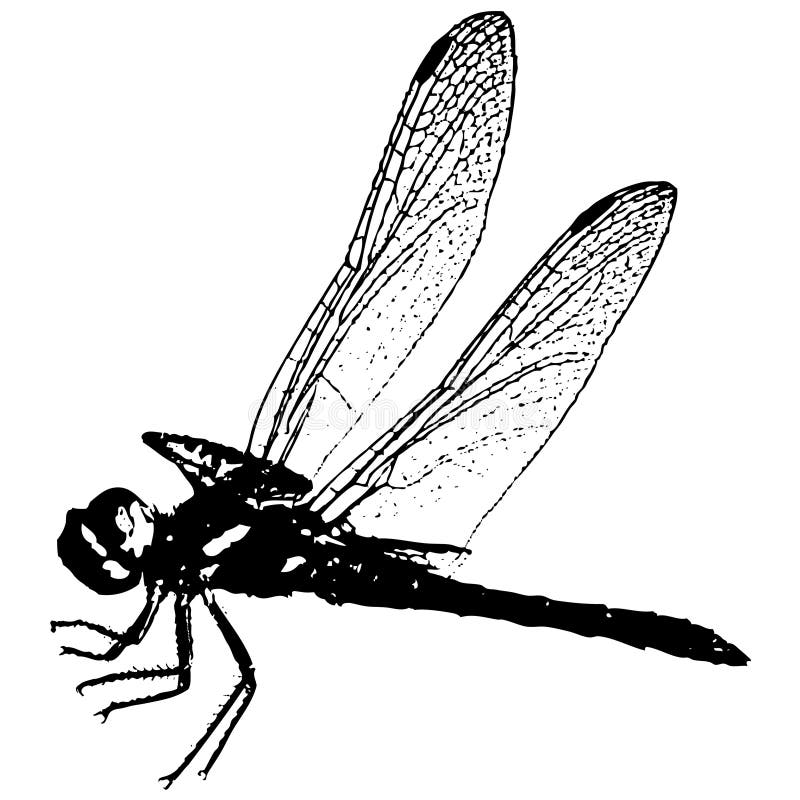 Dragonfly (vector)