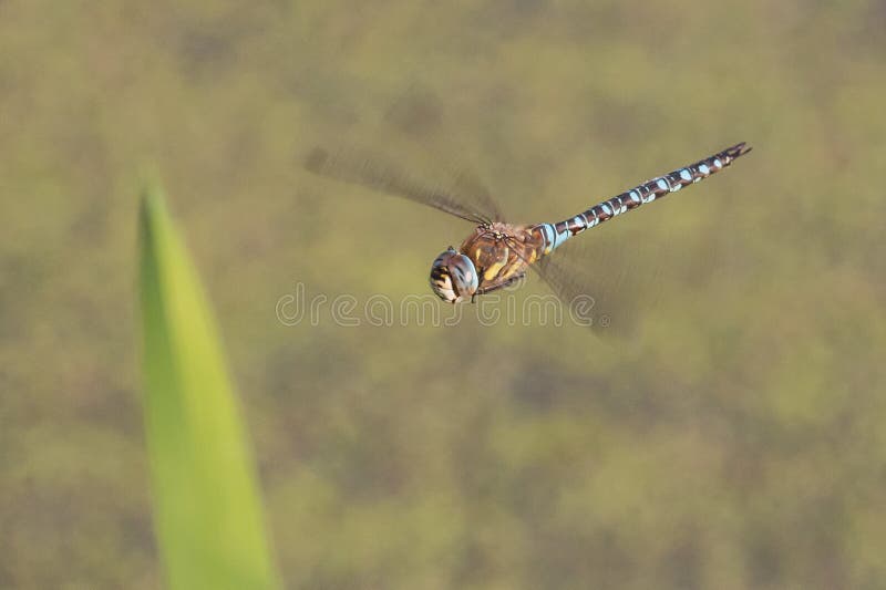 Dragonfly w locie zdjęcia stock Dragonfly w locie zdjęcia stock