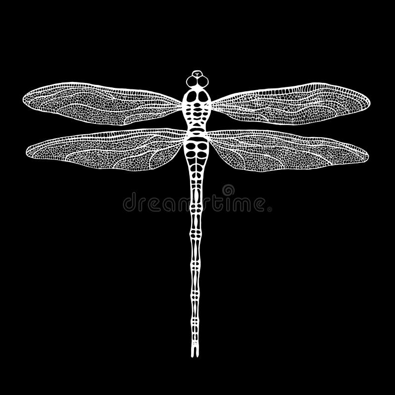 Dragonfly. White dragonfly on black background. stock illustration