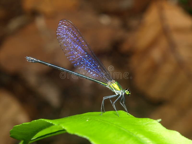 Dragonfly with wing effects