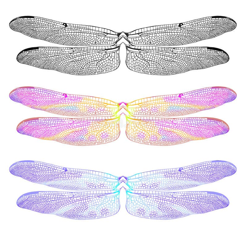 Dragonfly Wing Template Dragonfly Wing Template