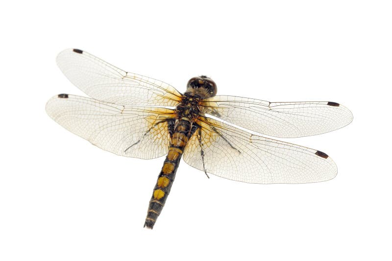 Dragonfly (Yellow-Spotted Whiteface) Close-Up Isolated on White Background royalty free stock photo Dragonfly (Yellow-Spotted Whiteface) Close-Up Isolated on White Background royalty free stock photo