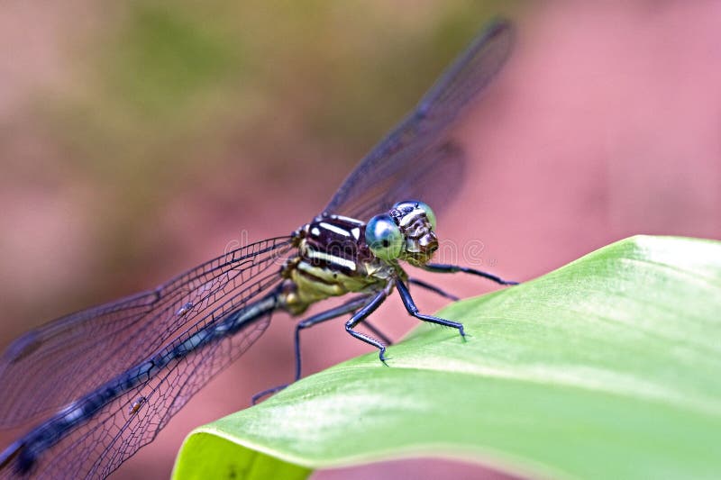 Dragonfly завизированный в атлантическом тропическом лесе стоковое фото Dragonfly завизированный в атлантическом тропическом лесе стоковое фото