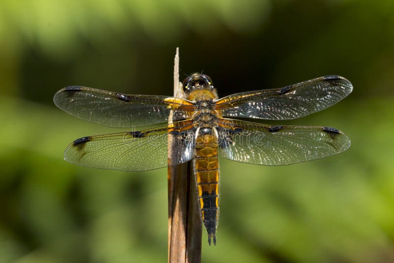 Dragonfly истребителя 4 пятен, quadrimaculata libellula стоковая фотография rf Dragonfly истребителя 4 пятен, quadrimaculata libellula стоковая фотография rf