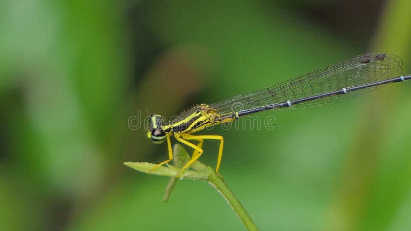 Dragonfly на зеленых лист в тропическом лесу.