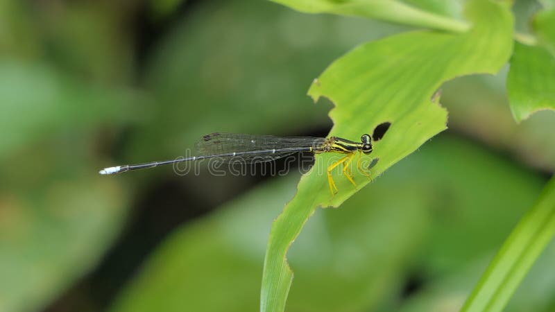 Dragonfly на зеленых лист в тропическом лесу.