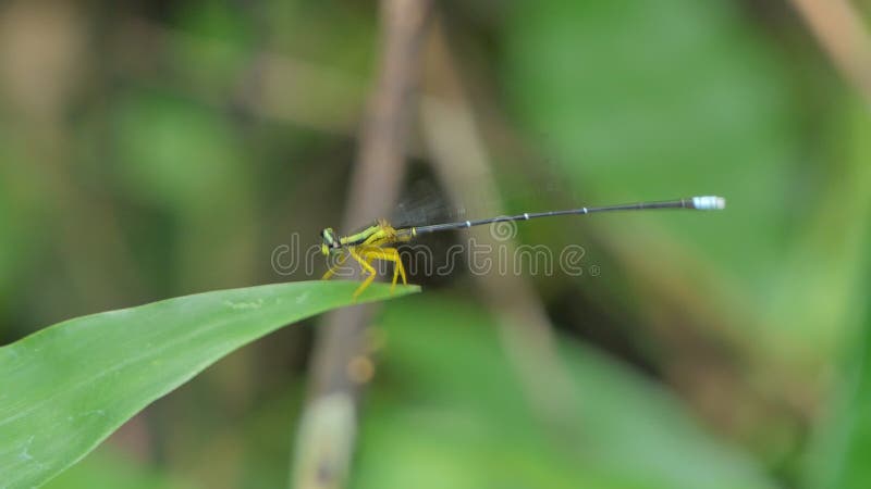 Dragonfly на зеленых лист в тропическом лесу.