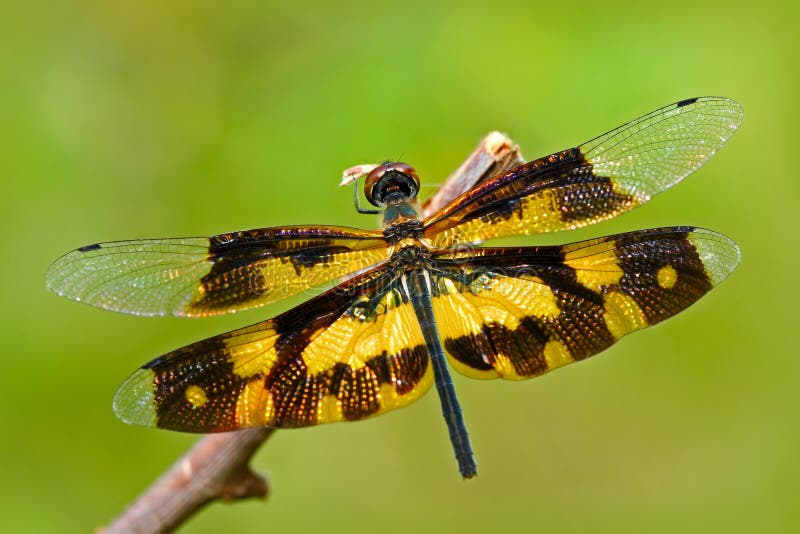 Dragonfly от Шри-Ланки Variegated Flutterer, variegata Rhyothemis, сидя на зеленых листьях Красивая муха дракона в nat стоковые фотографии rf