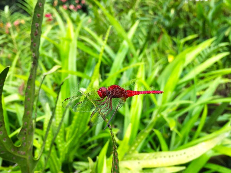 Dragonfly с травой на зеленом поле стоковые изображения Dragonfly с травой на зеленом поле стоковые изображения