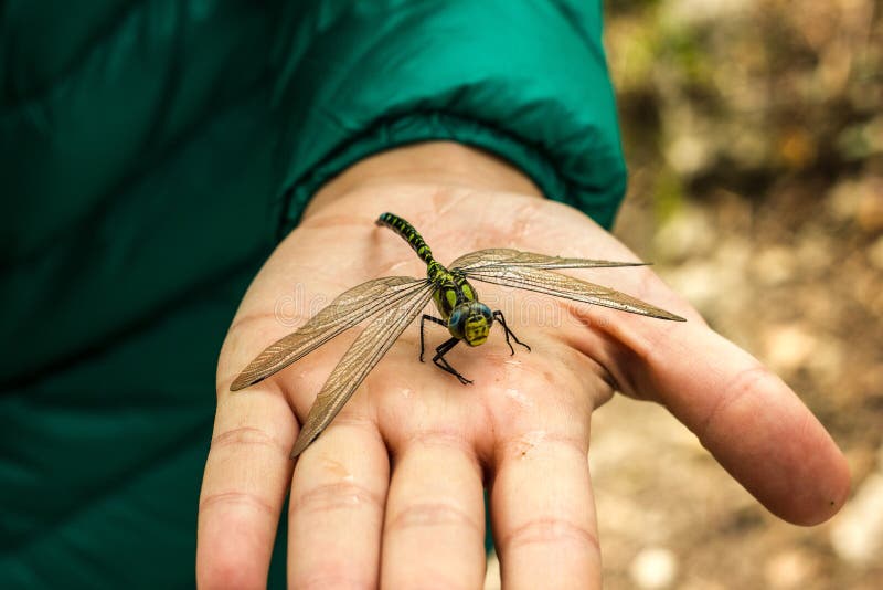 Dragonfly сидя на его конце пальца Зеленый стоковые изображения