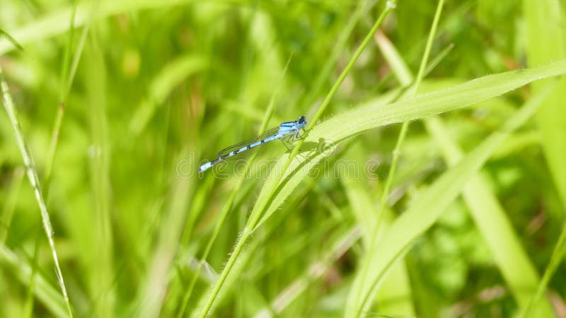Dragonfly-трудный быть захваченным камерой стоковое фото Dragonfly-трудный быть захваченным камерой стоковое фото