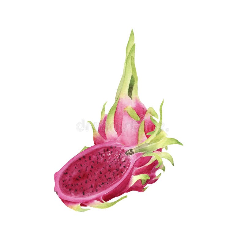 Dragonfruit color? d'aquarelle de brigt tir? par la main illustration stock Dragonfruit color? d'aquarelle de brigt tir? par la main illustration stock