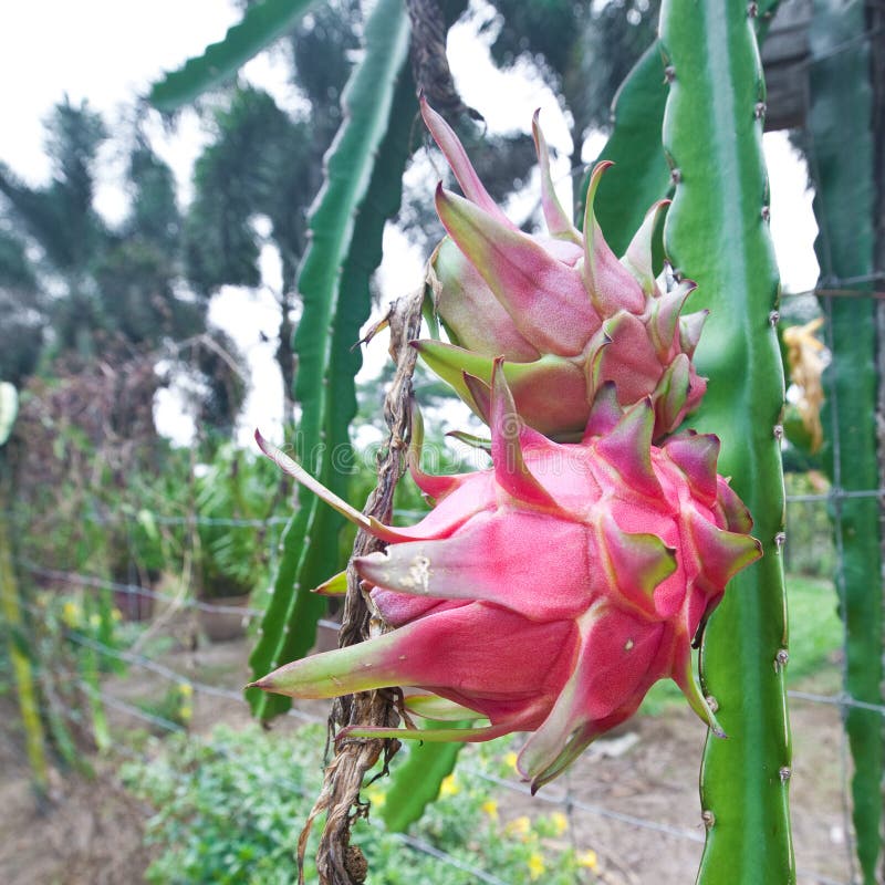 Dragonfruit on plant in orchard