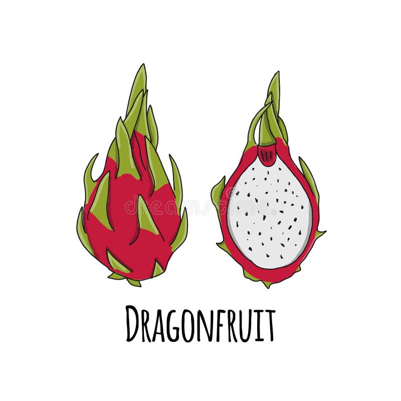 Dragonfruit, Sketch for Your Design Stock Vector - Illustration of
