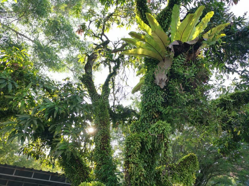 Dragons Scale Fern Propagating Around the Old Tree Trunk and Branches