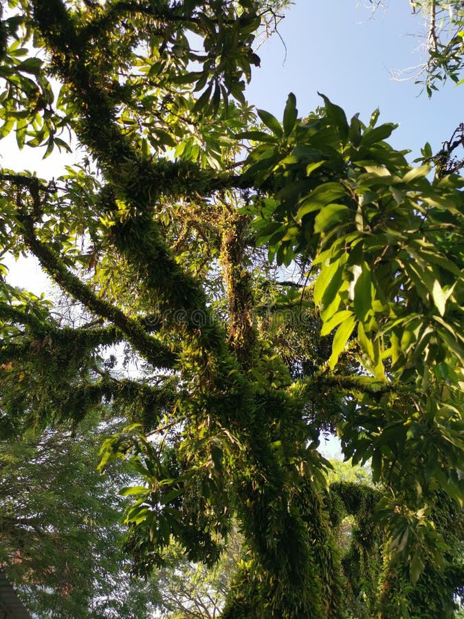 Dragons Scale Fern Propagating Around the Old Tree Trunk and Branches