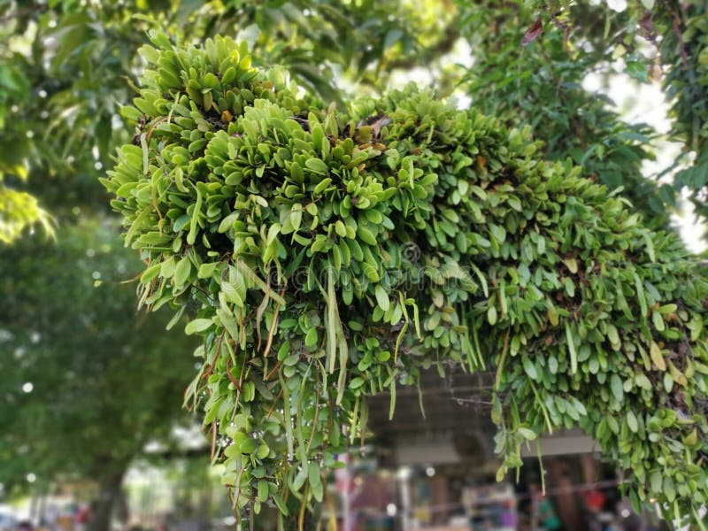 Dragons Scale Fern Propagating Around the Old Tree Trunk and Branches