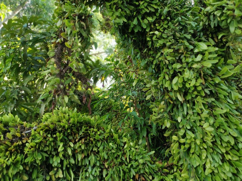 Dragons Scale Fern Propagating Around the Old Tree Trunk and Branches