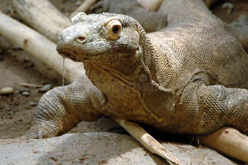 Komodo Dragon portrait, saliva dripping from jaw. Komodo Dragon portrait, saliva dripping from jaw