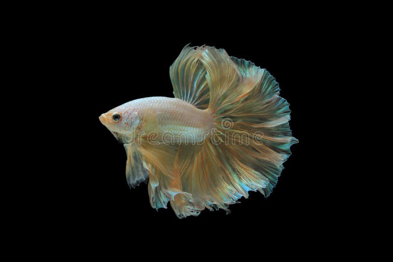 Dragão do ouro dos peixes de Betta imagens de stock Dragão do ouro dos peixes de Betta imagens de stock