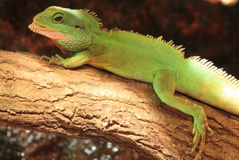 Dragón de agua chino imagen de archivo libre de regalías