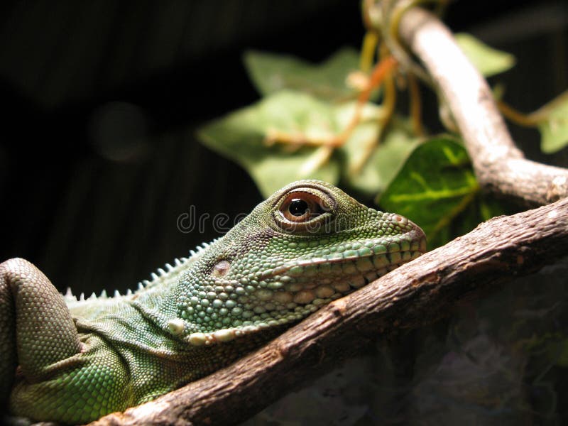 Dragón de Agua Chino fotos de archivo
