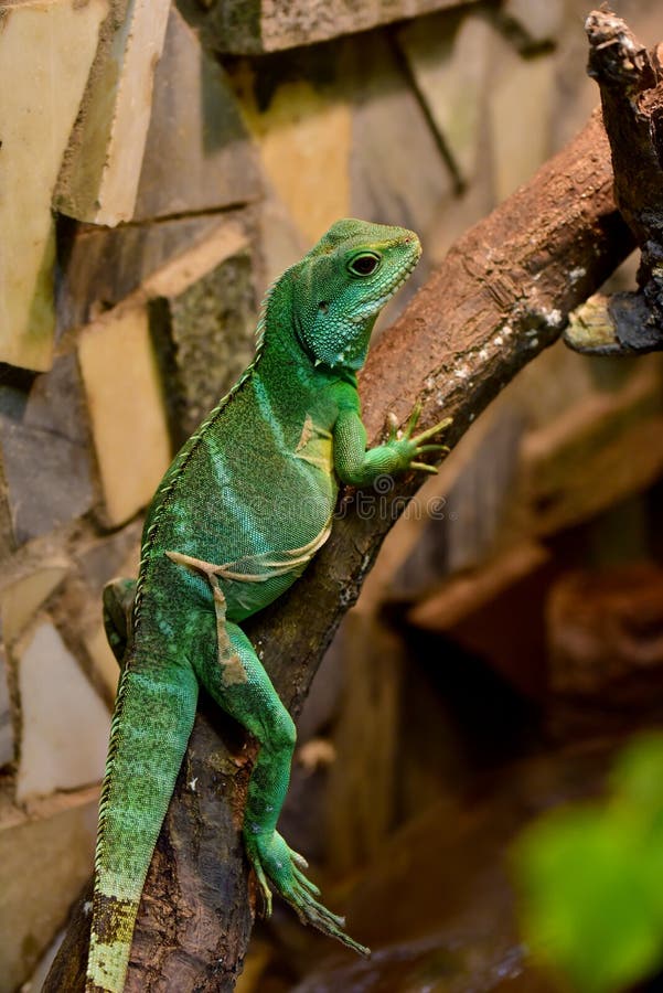 Dragón de agua chino (Physignathus cocincinus) fotos de archivo