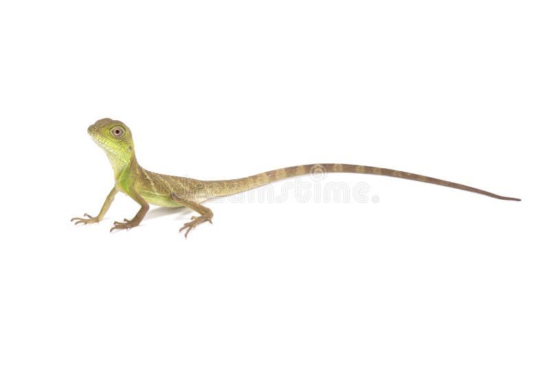 Dragón de agua chino (Physignathus cocincinus) foto de archivo libre de regalías