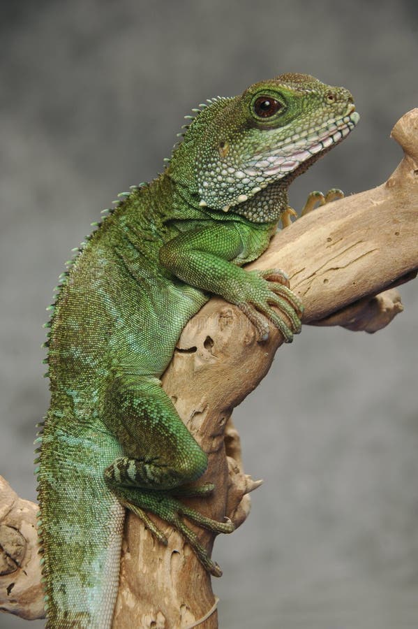 Dragón de agua chino en una rama fotos de archivo libres de regalías