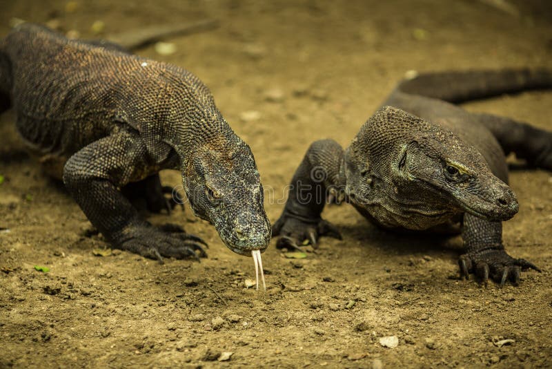 Los pares de lagartos gigantes se cierran en la isla de Komodo 2, Indonesia fotos de archivo Los pares de lagartos gigantes se cierran en la isla de Komodo 2, Indonesia fotos de archivo