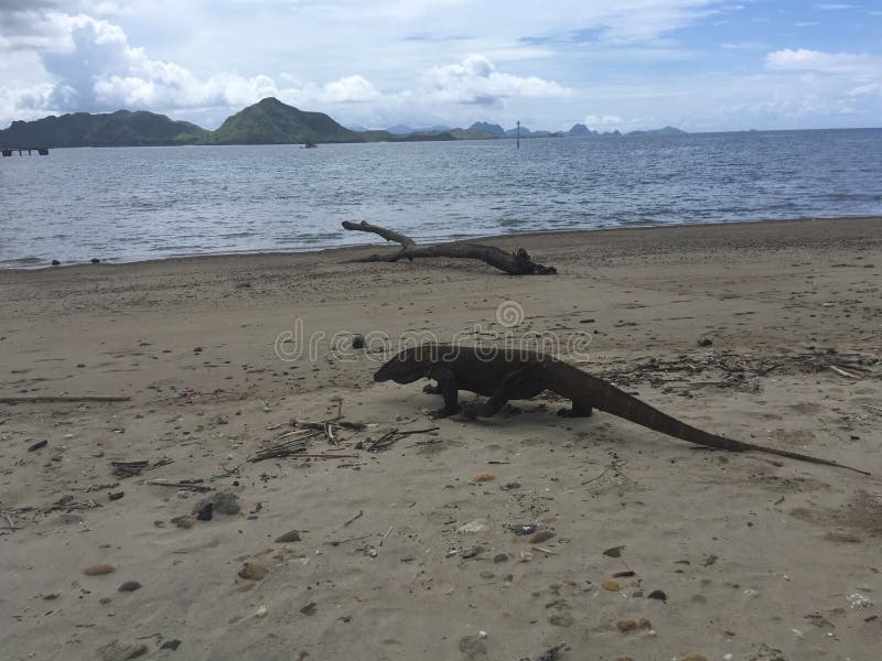 Dragón de Komodo, Varanus Komodoensis en la isla de Komodo en el parque nacional de Komodo, Indonesia fotografía de archivo libre de regalías Dragón de Komodo, Varanus Komodoensis en la isla de Komodo en el parque nacional de Komodo, Indonesia fotografía de archivo libre de regalías