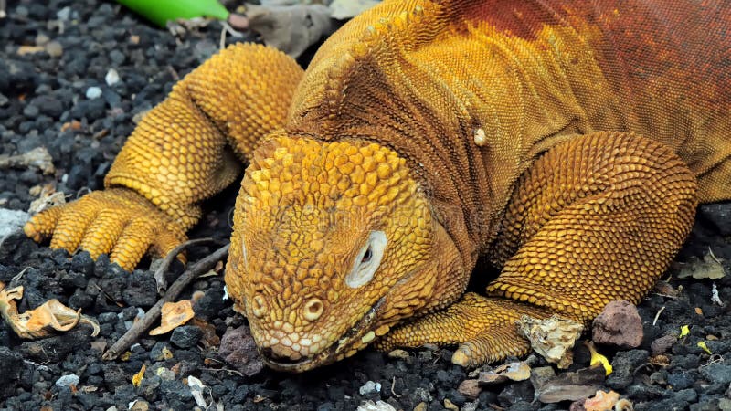 Dragón rojo. Iguana de la tierra. Islas de las Islas Galápagos, Ecuador