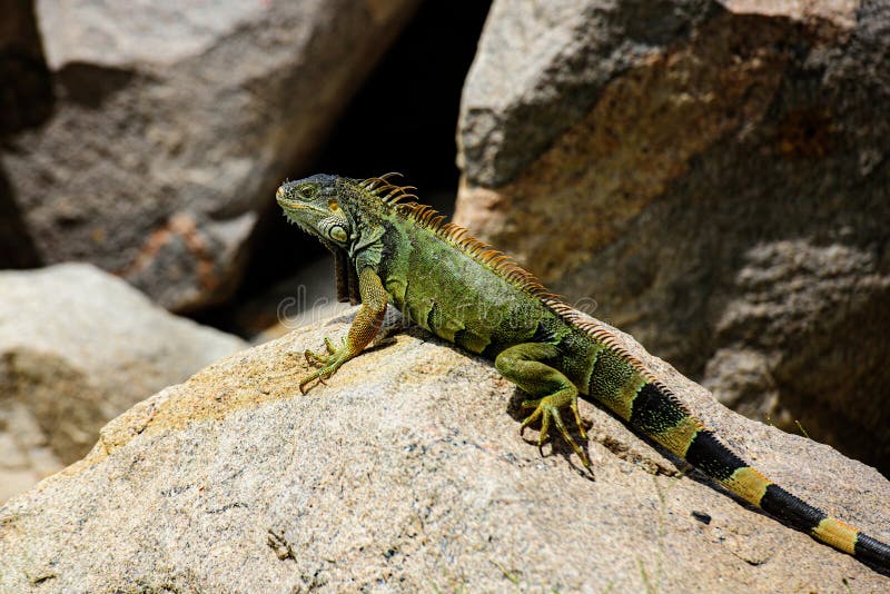 Dragón silvestre exótico iguana reptilian.