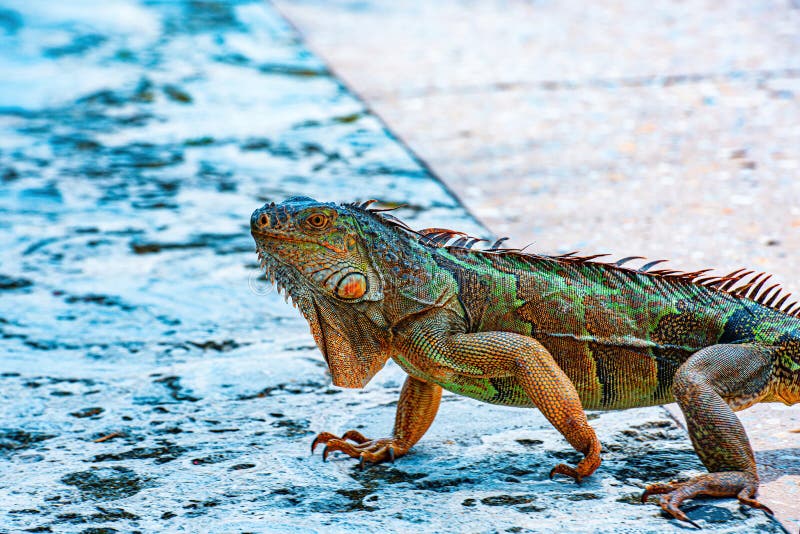 Dragón silvestre exótico iguana reptilian. cierre de la cabeza de una iguana.