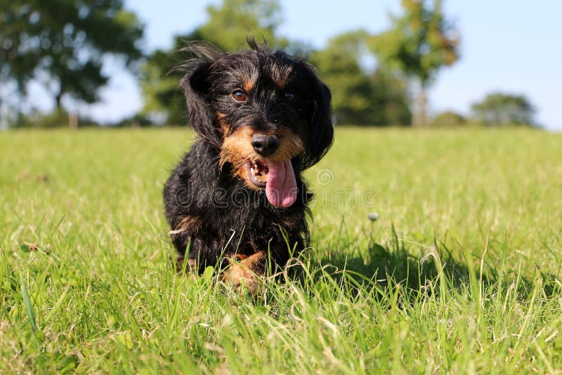 Draht behaartes dachshound im Garten stockfoto Draht behaartes dachshound im Garten stockfoto