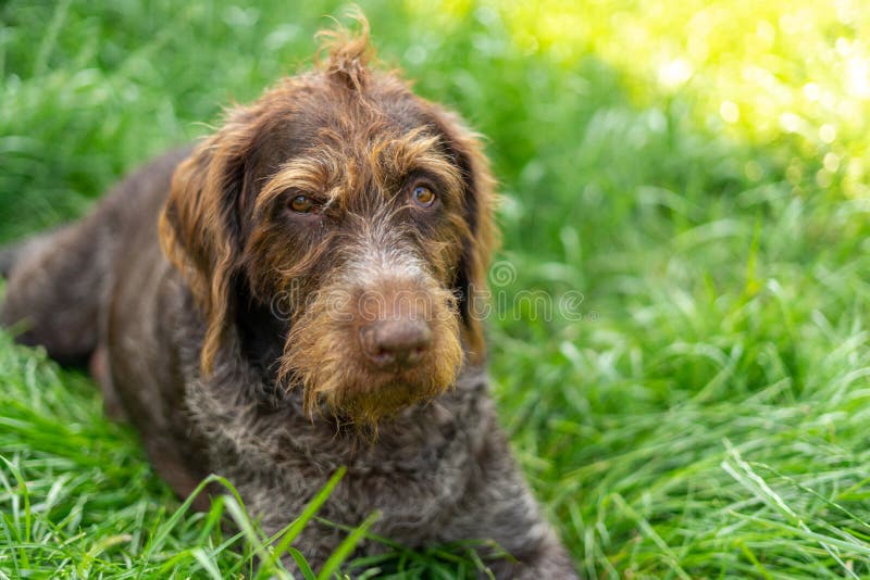 Drahthaar dog lies on the lawn