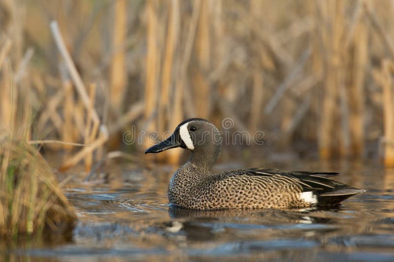Drake Blue Winged Teal royalty-vrije stock afbeelding Drake Blue Winged Teal royalty-vrije stock afbeelding