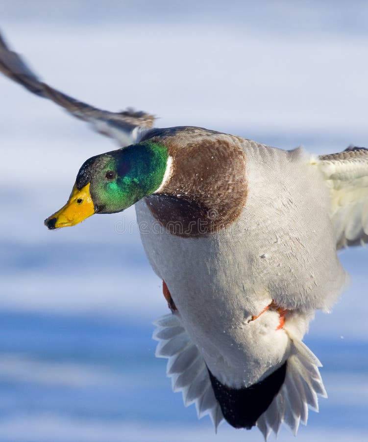 Drake Mallard Incoming