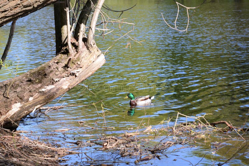 Drake in pond stock image. Image of lake, pond, river 185976527